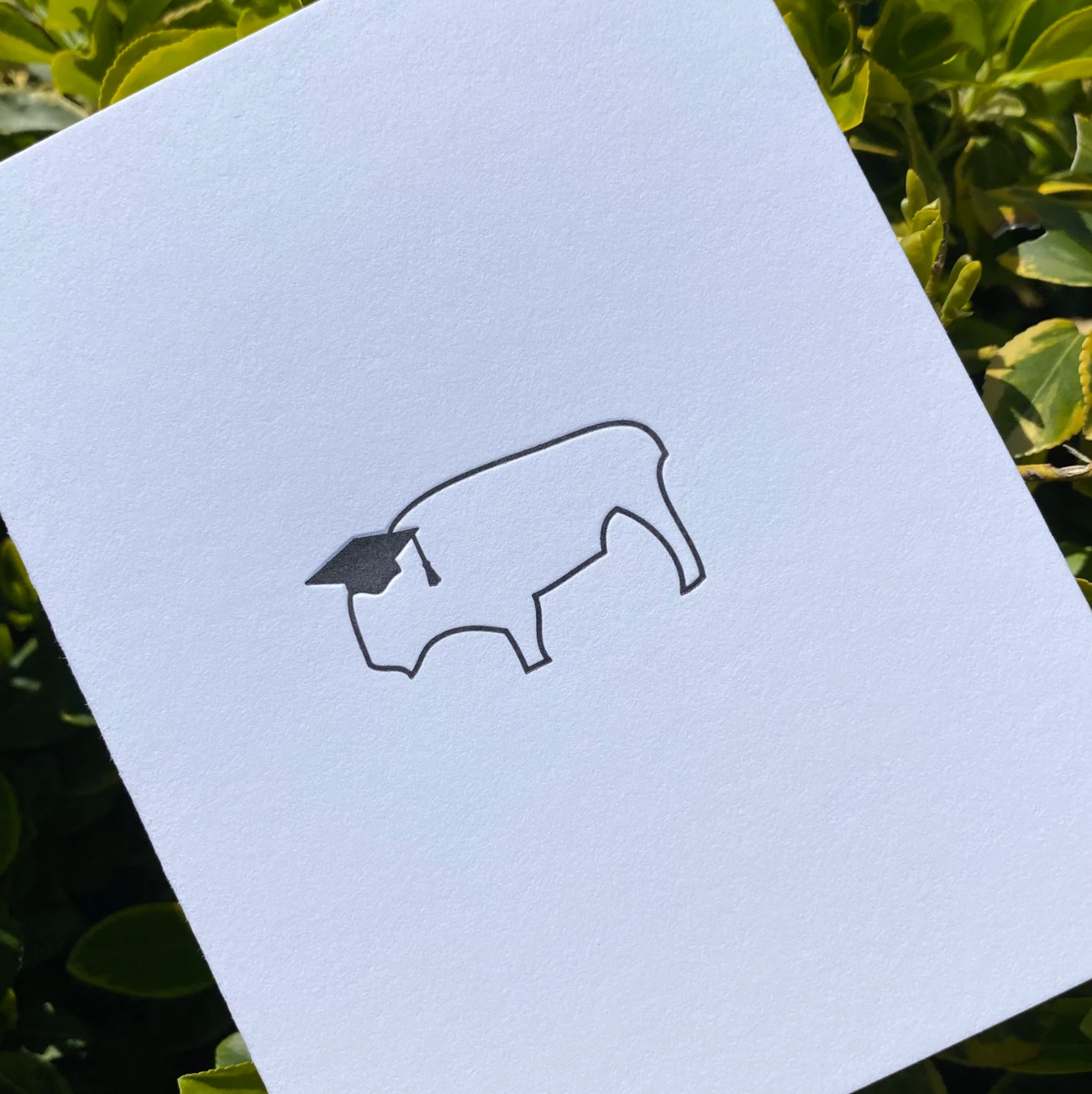 Buffalo Graduation Card