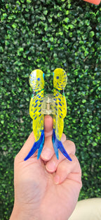 Parakeet Hair Claw