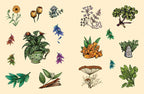Green Witch's Sticker Book