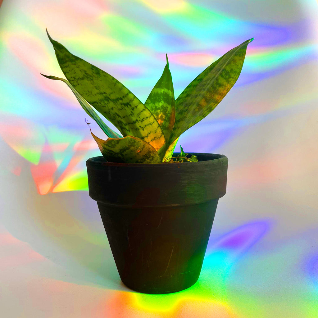 House Plants Rainbow Suncatchers Set of 3