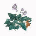 Bunny and Hosta Sticker