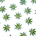 Cannabis Plant Daddy Sticker