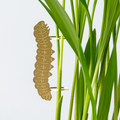 Caterpillar plant decor