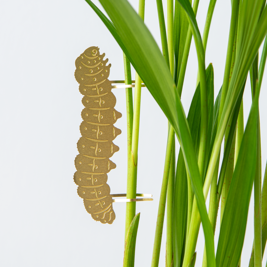 Caterpillar plant decor